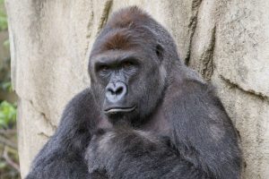 This 17-year-old male gorilla, Harambe, was shot and killed after he grabbed a 3-year-old child who fell into his exhibit.