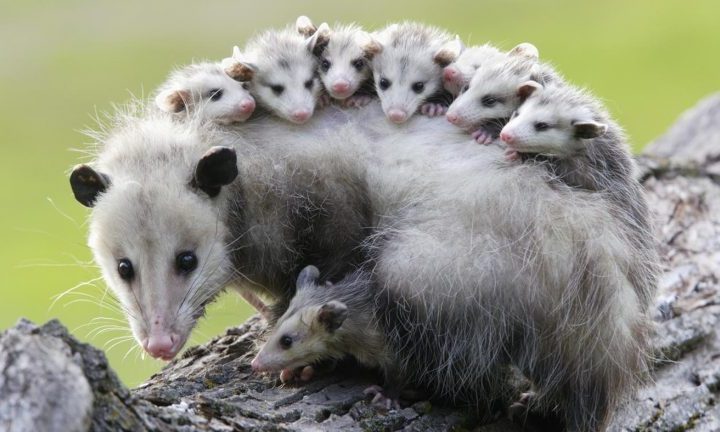 Animal Awareness: Opossums
