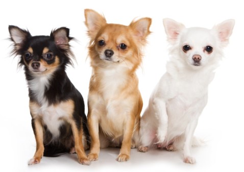 Dog of the Month: Chihuahuas